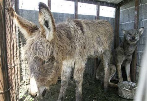 The Donkey That Spoke? A Tale of Unlikely Friendships and Mexican Folk Lore!